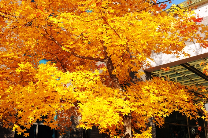 铁岭卫生职业学院